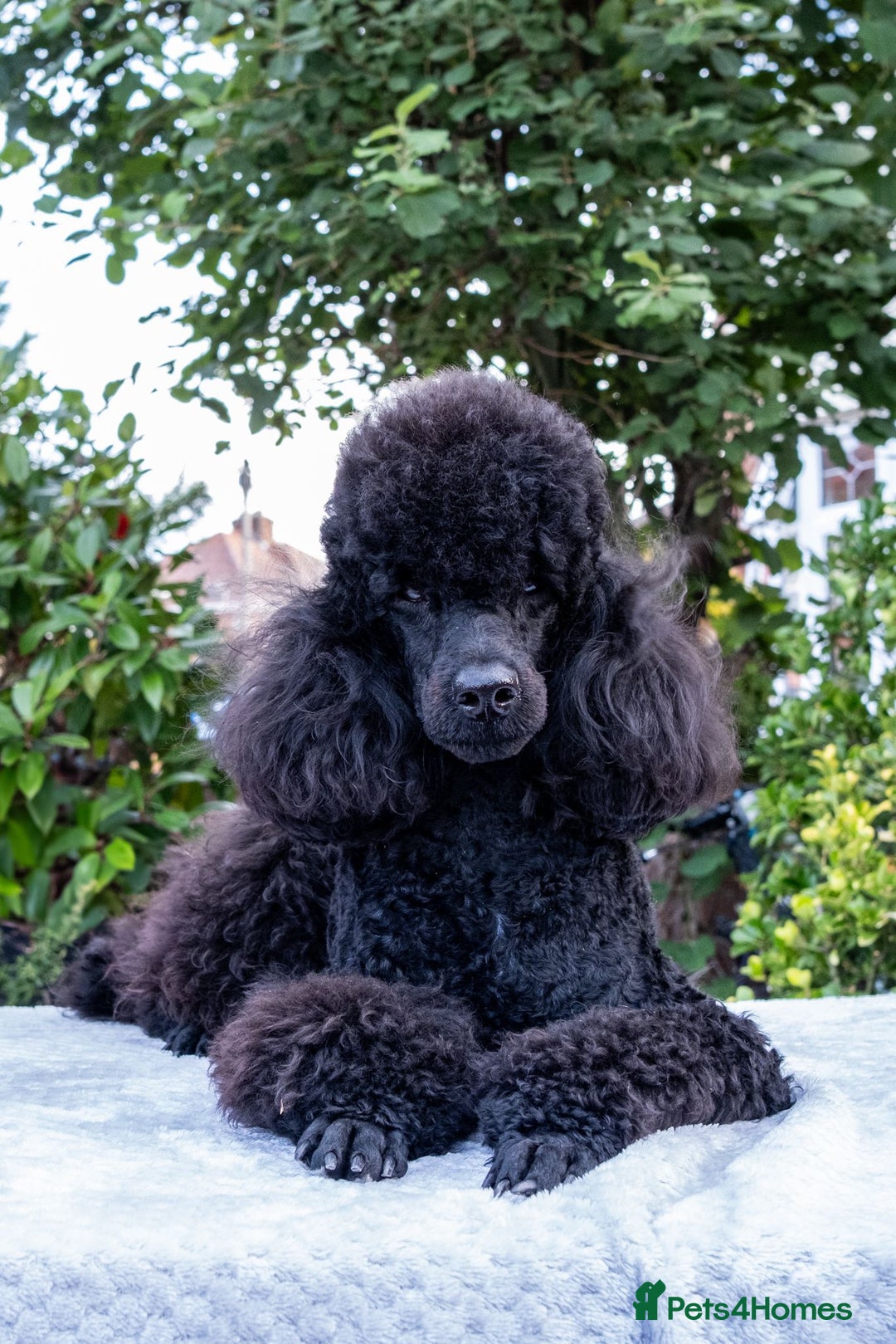 Miniature Poodle dogs for sale: Meet Joe Black - the perfect Miniature Poodle - Image 1