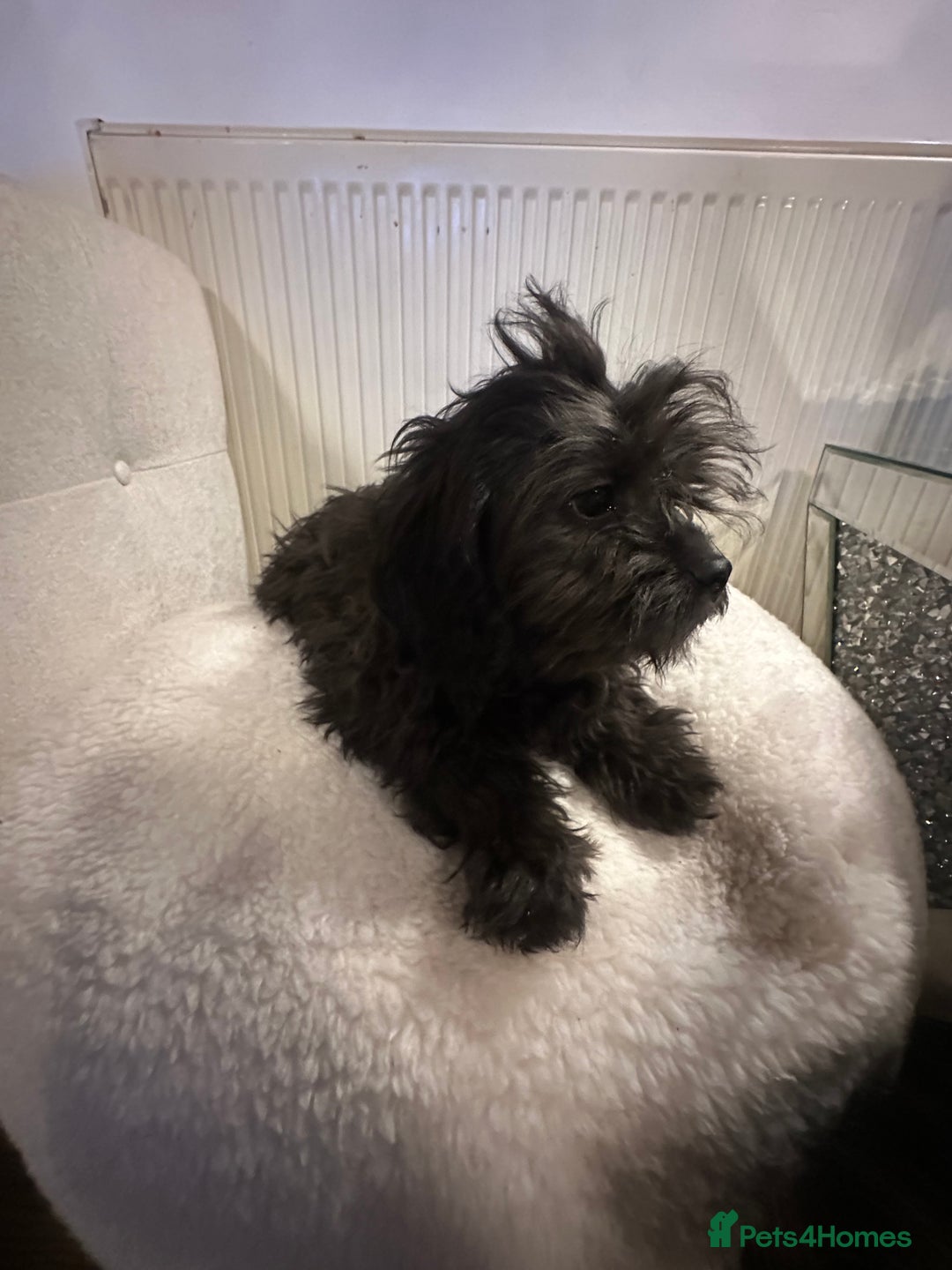 Cockapoo dogs for sale: Beautiful puppies ready now  in Swansea - Image 12
