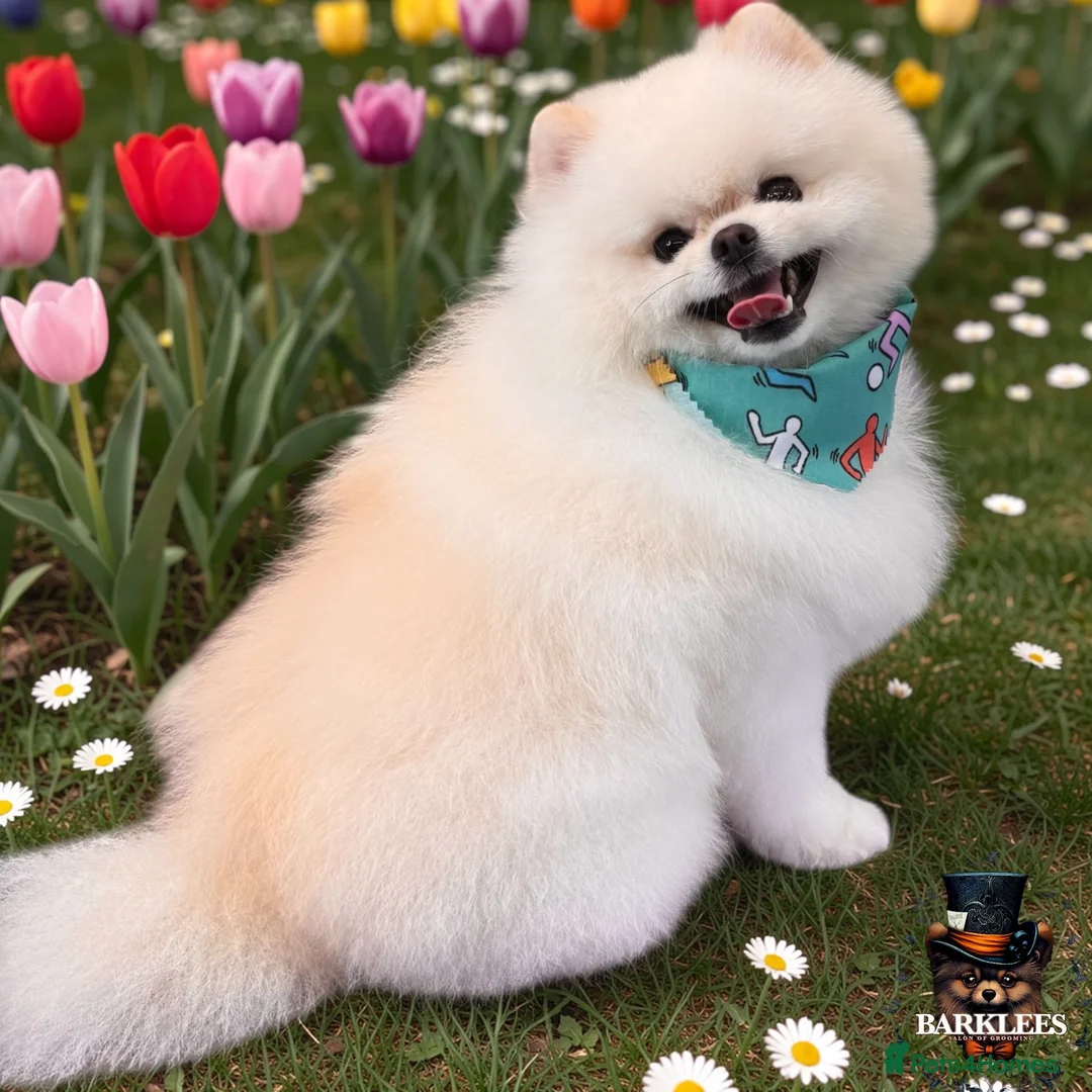 Pomeranian dogs for stud: Tiny Pomeranian (STUD USE ONLY) - Advert 2