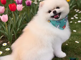 Pomeranian dogs Tiny Pomeranian (STUD USE ONLY) - Advert 5