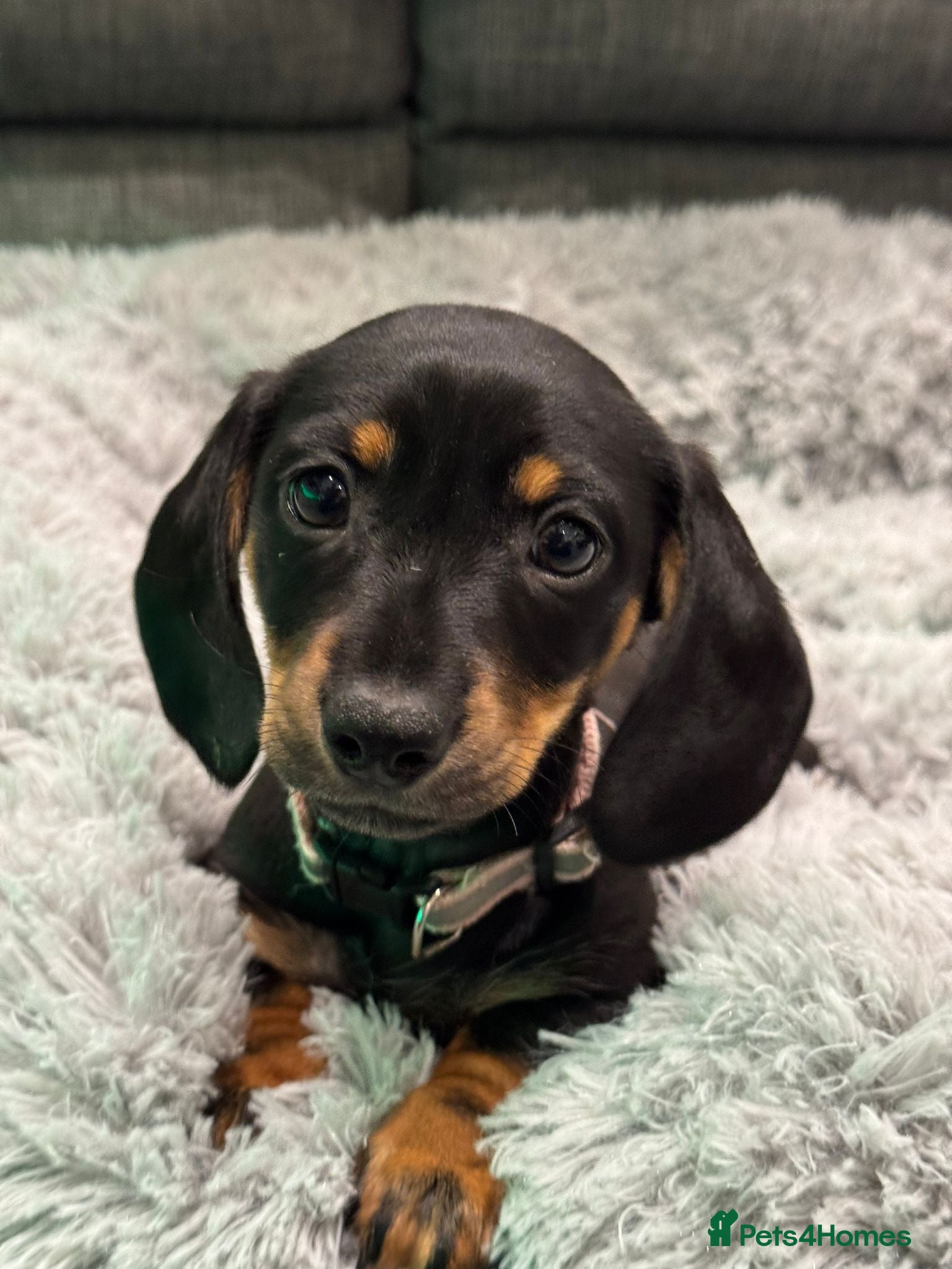 Dachshund dogs 2 Stunnig Standard Dachshund Girls - Advert 8