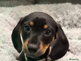 Dachshund dogs 2 Stunnig Standard Dachshund Girls - Advert 8