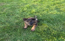 Belgian Shepherd Dog dogs for sale: Belgian malinois - Image 6