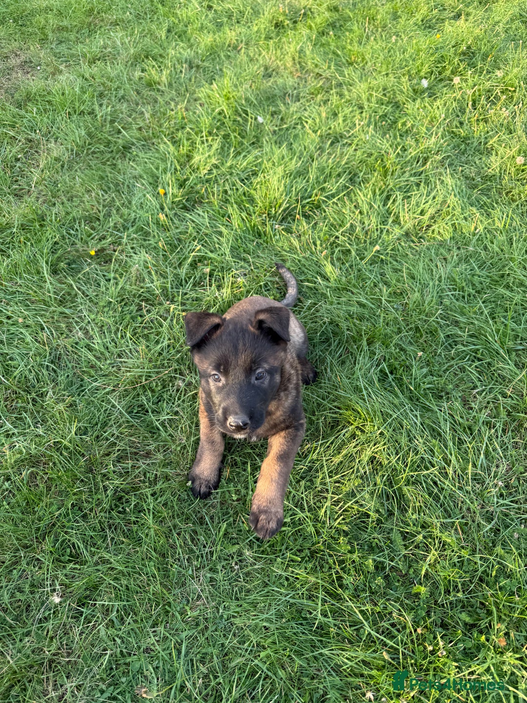 Belgian Shepherd Dog dogs for sale: Belgian malinois - Image 6
