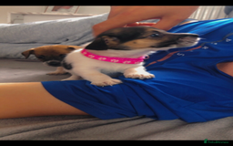 Jack Russell dogs for sale: 2 beautiful miniature jack Russell puppys - Image 4