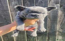 French Bulldog dogs for sale: Beautiful French bulldog puppies  - Image 7