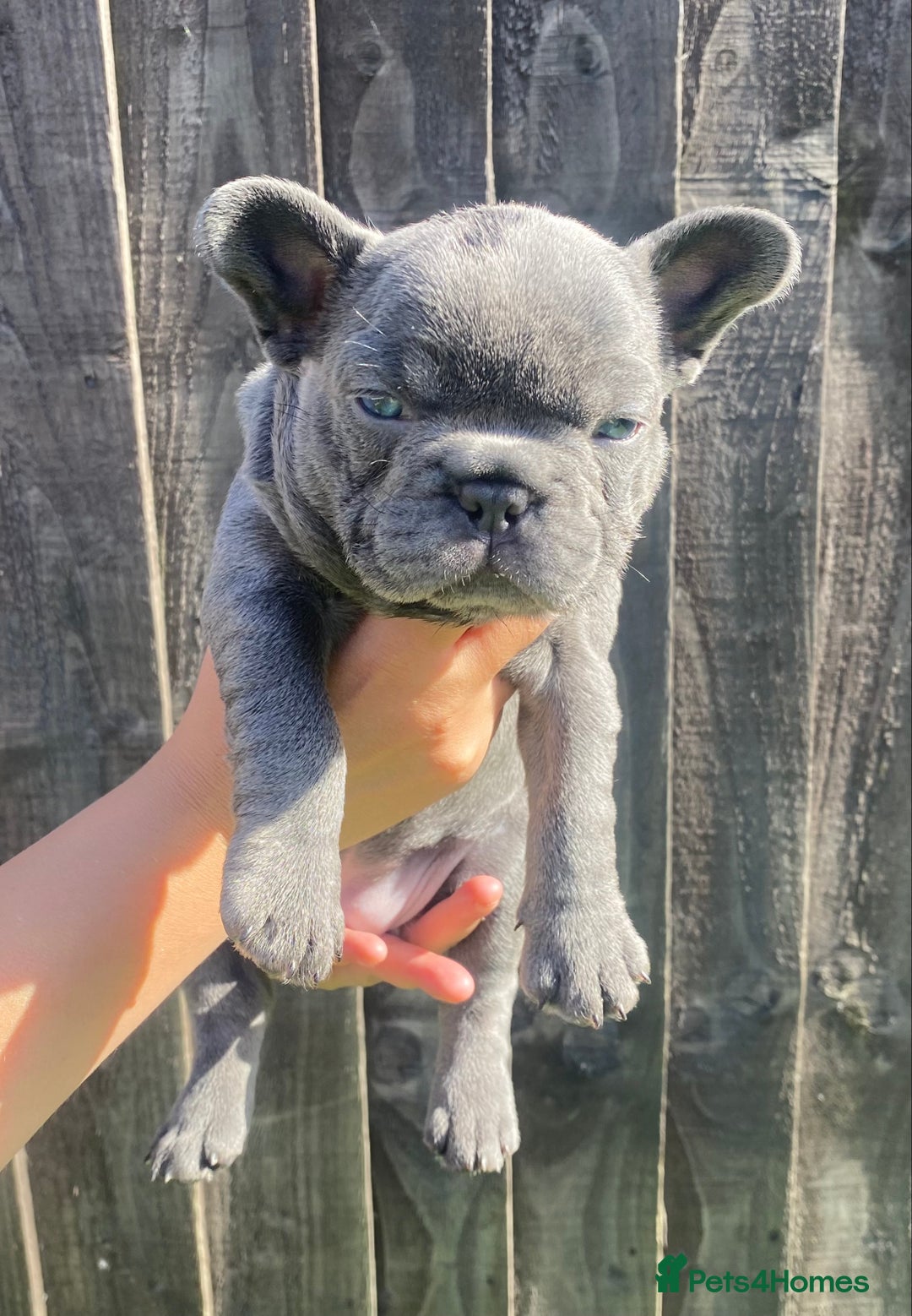 French Bulldog dogs for sale: Beautiful French bulldog puppies  - Image 7