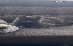 Chartreux cats for sale: 3 kittens for new homes - Image 8