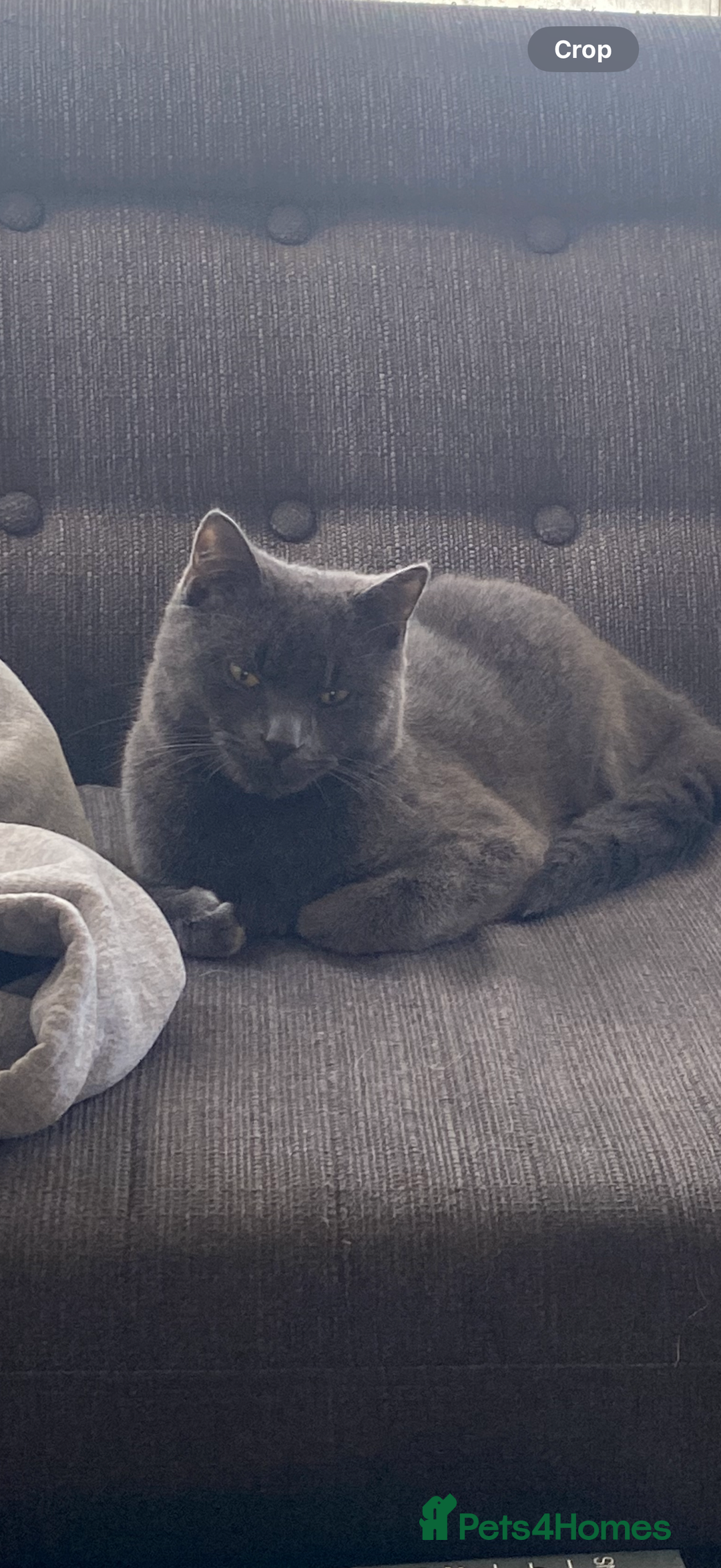 Chartreux cats for sale: 3 kittens for new homes - Image 8