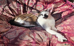 Oriental cats for sale: Beautiful Pedigree Oriental Shorthair  - Image 8
