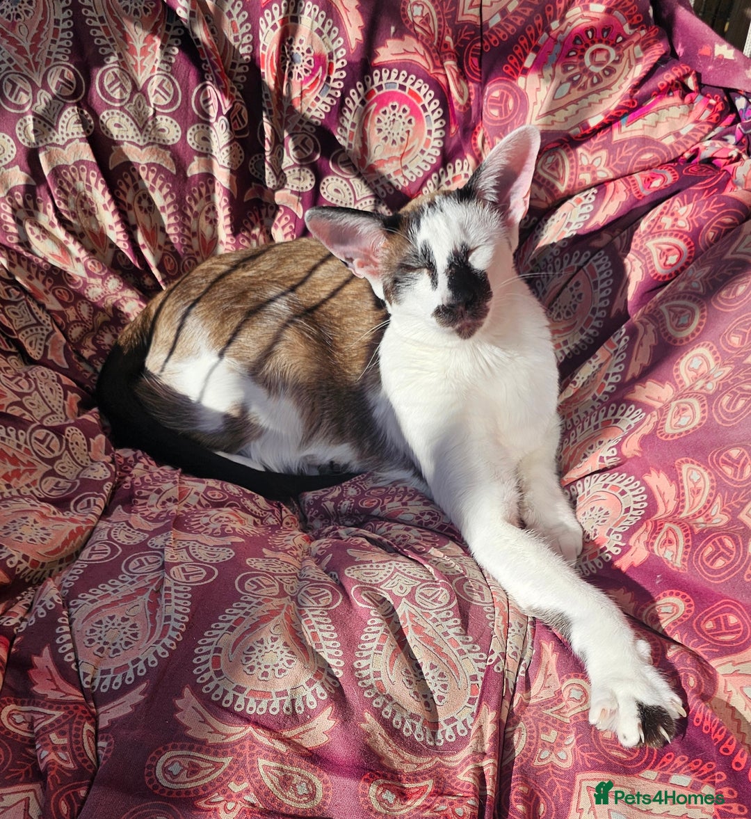 Oriental cats for sale: Beautiful Pedigree Oriental Shorthair  - Image 8