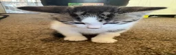 Mixed Breed cats for sale: Kittens ready for their new homes - Advert 9