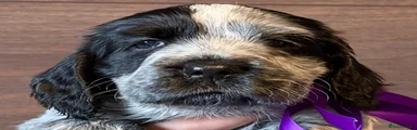 Iona Pearl 