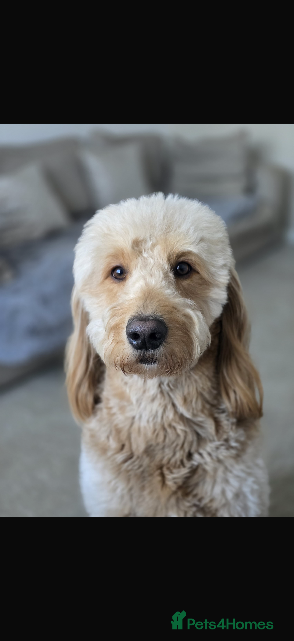 Goldendoodle dogs Goldendoodle for Stud  - Advert 1