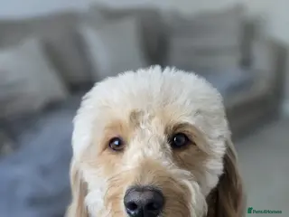 Goldendoodle dogs Goldendoodle for Stud - Advert 1