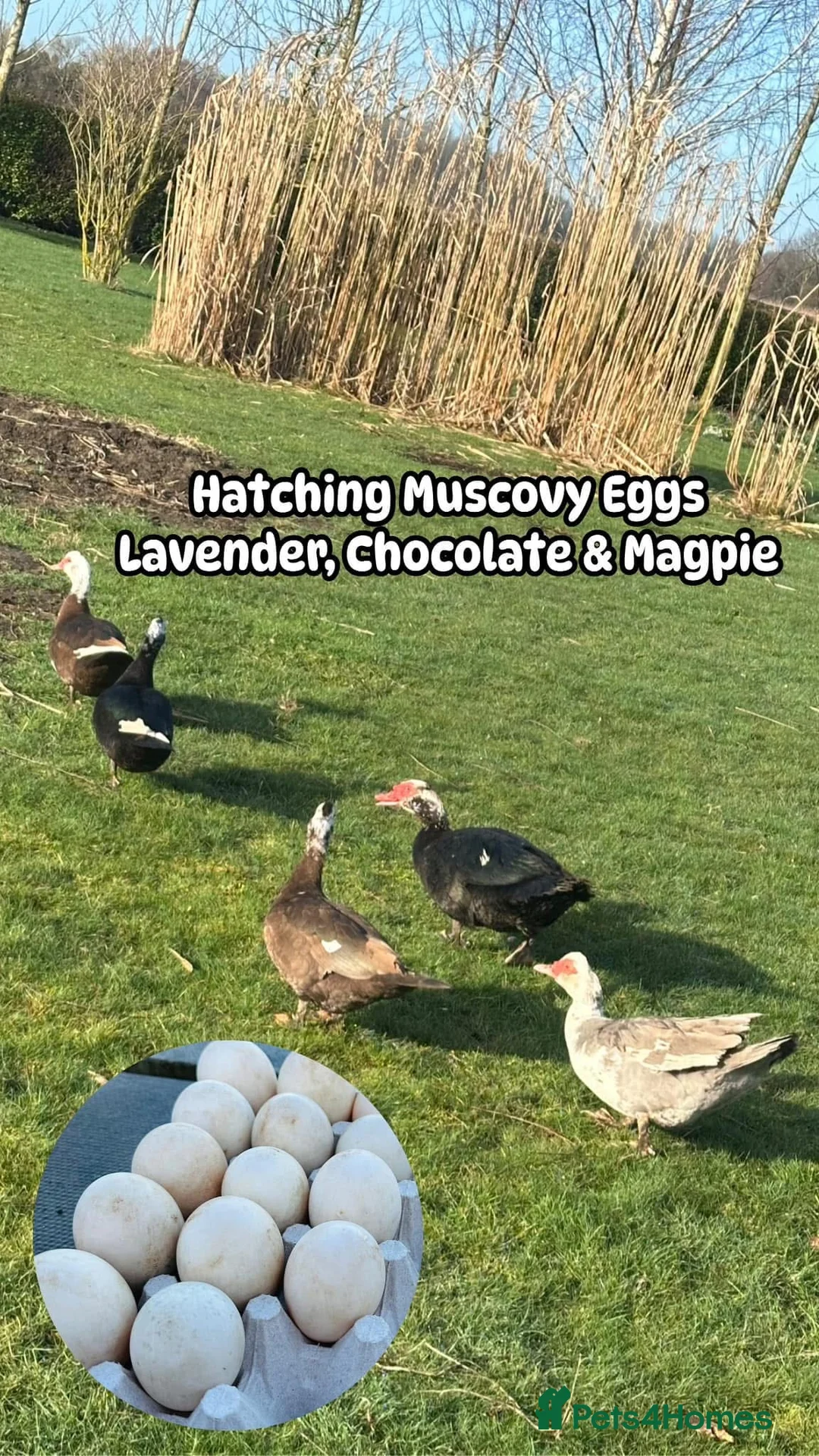 Ducks poultry for sale: All Colour Muscovy Hatching Eggs Available  - Advert 2