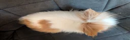 Lionhead rabbits for sale: Beautiful Double-maned Lionhead Rabbits for Sale - Advert 4