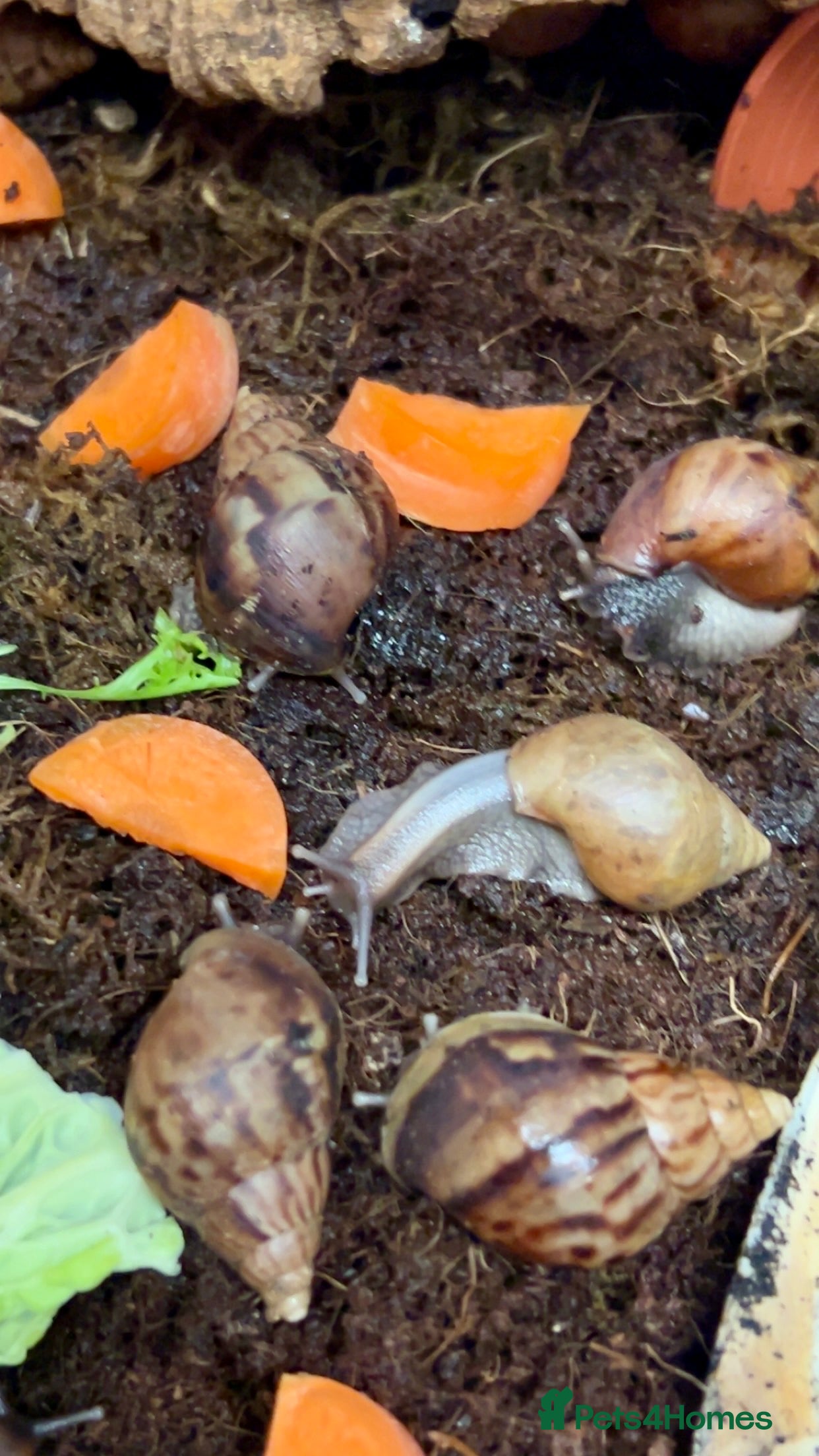 Snails invertebrates 🐌 Giant African Land Snail Babies 🐌  - Advert 3