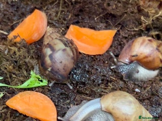 Snails invertebrates 🐌 Giant African Land Snail Babies 🐌 - Advert 1