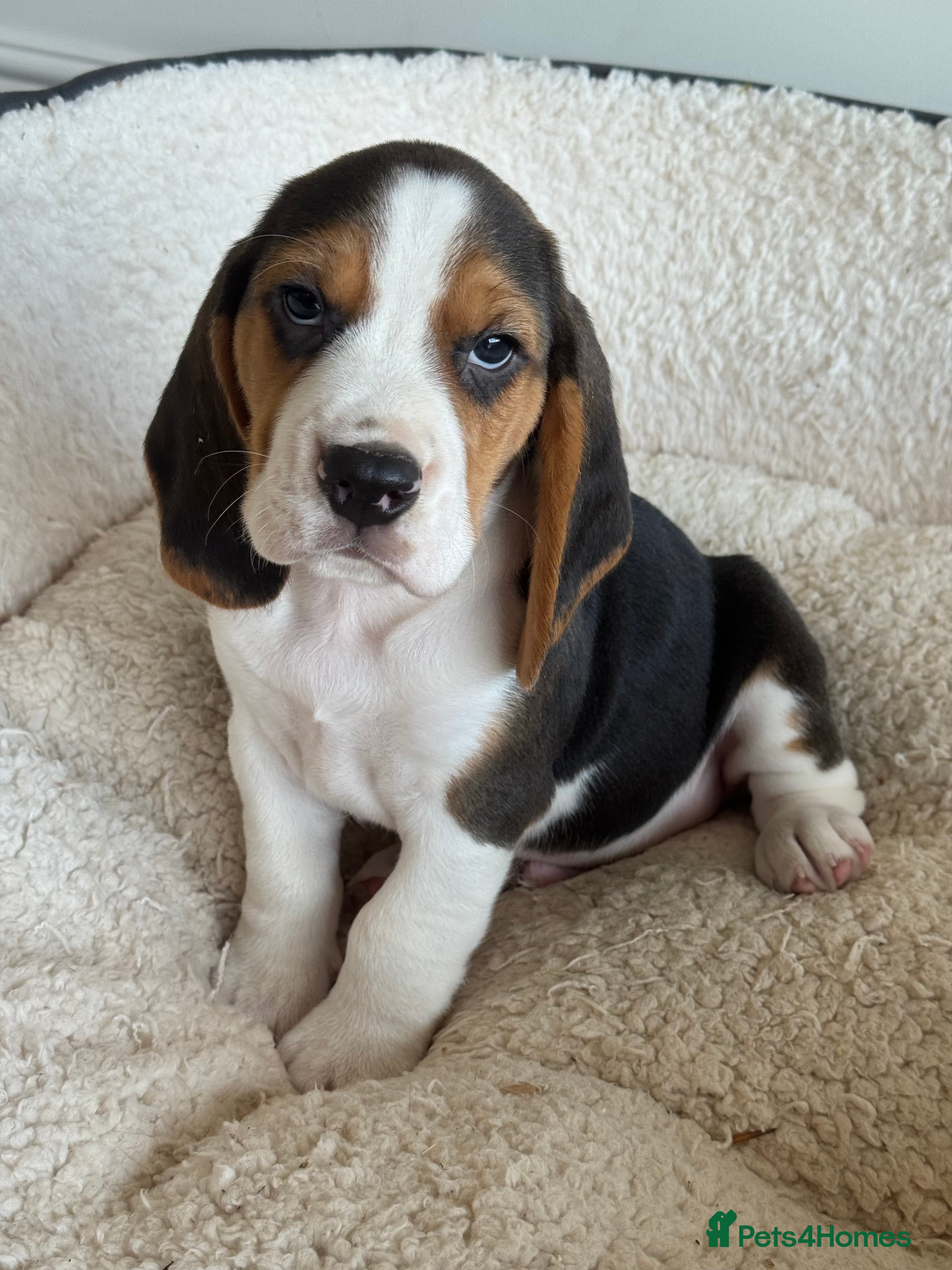 Beagle dogs KG REGISTERED BEAGLE 100% TRUE TO TYPE  - Advert 2