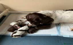 Sprocker dogs for sale: Sprocker Puppies  - Image 6