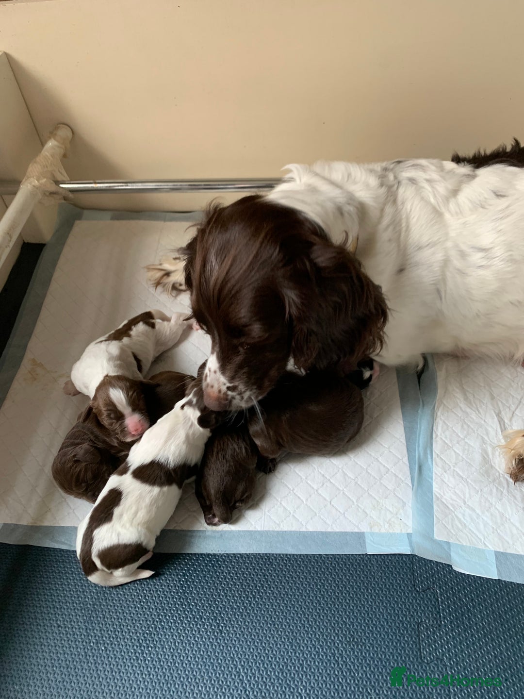 Sprocker dogs for sale: Sprocker Puppies  - Image 6