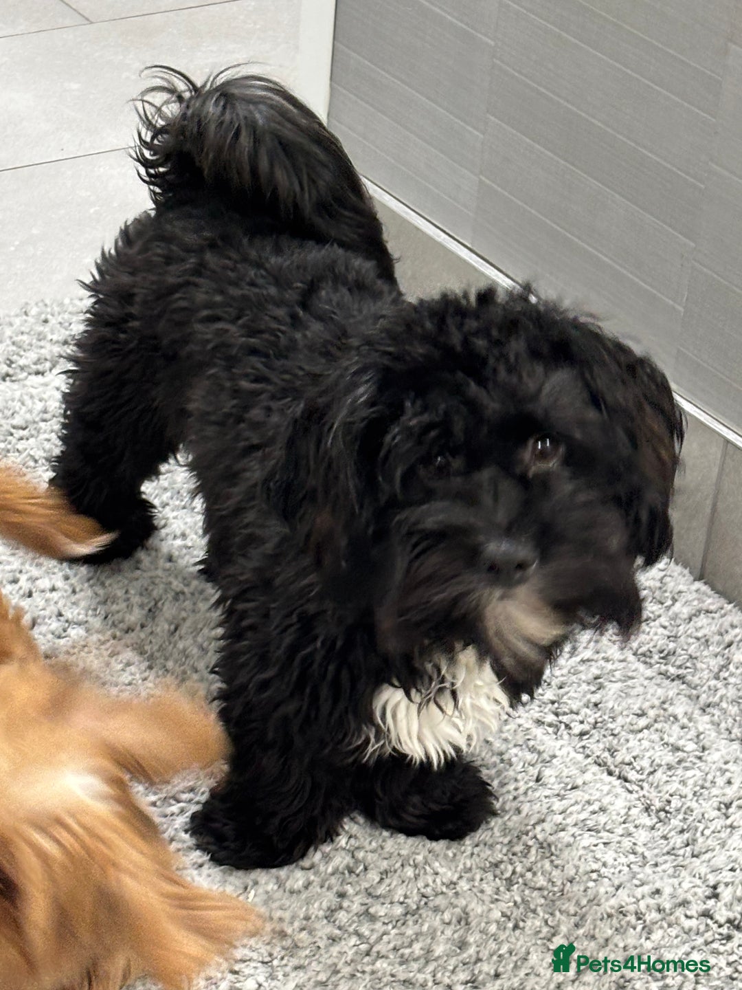 Shihpoo dogs for sale: Shihpoo  - Image 2