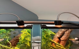 Gecko reptiles for sale: Geckos for sale with tank - Image 4