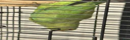 Ringnecks birds for sale: 1 year old Female Ringneck Parrot with cage in London - Advert 3