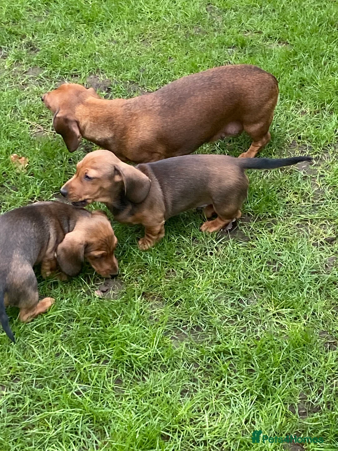Dachshund dogs for sale: Mrs Margaret Davey - Advert 4