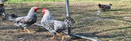 Chickens poultry for sale: Beautiful Cream Legbar Rooster - Advert 1