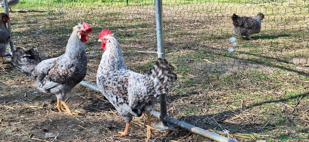 Chickens poultry for sale: Beautiful Cream Legbar Rooster - Advert 1