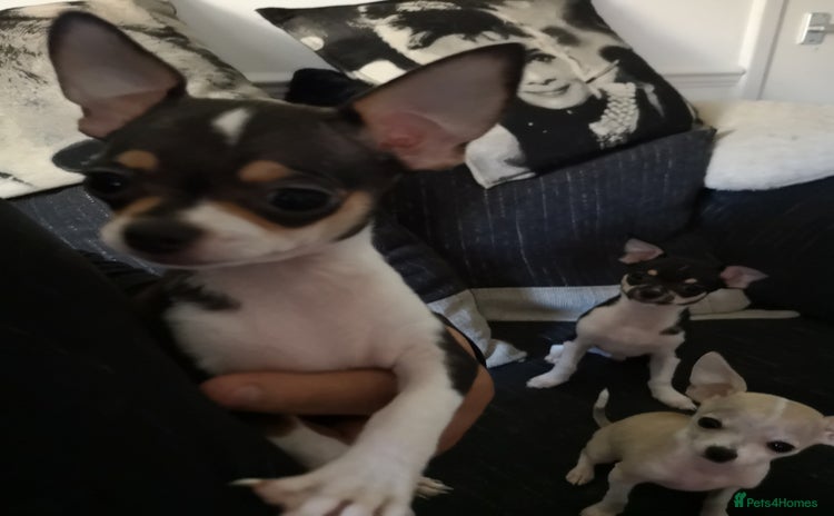 Chihuahua dogs - Advert 4