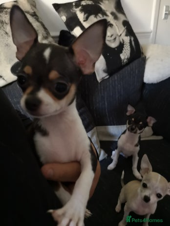 Chihuahua dogs - Advert 16