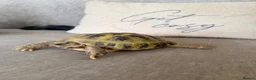 Tortoise reptiles for sale: Female Horsefield Tortoise  in Nottingham - Advert 5