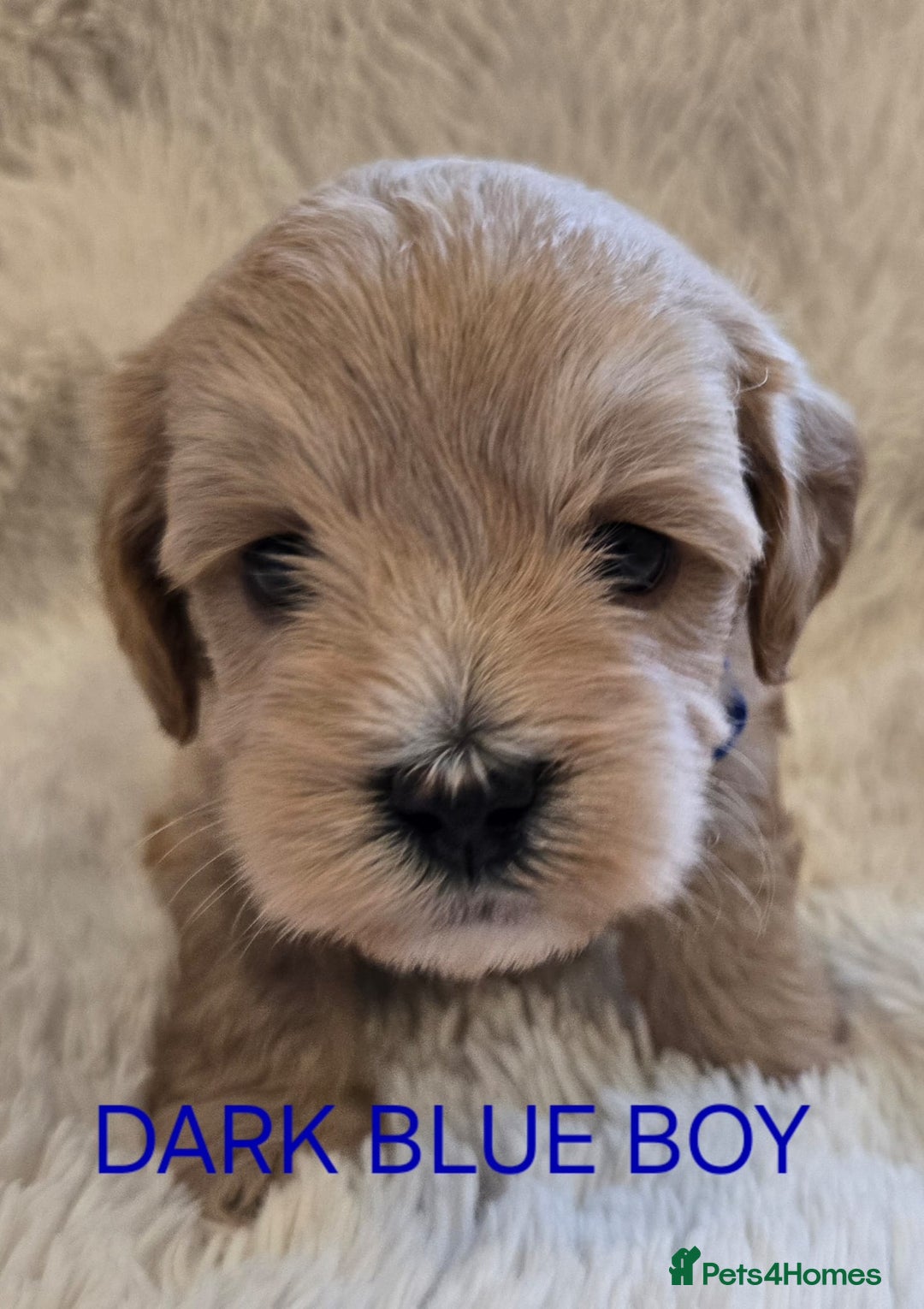 Tibetan Terrier dogs for sale: Adorable fluffy TToodle puppies  - Image 37
