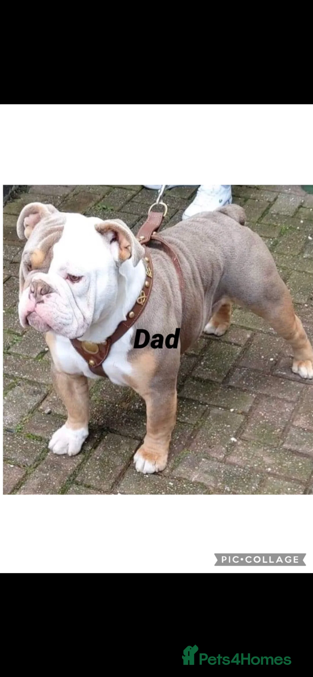 Mixed Breed dogs for sale: Olde English Bulldog pups  - Advert 2