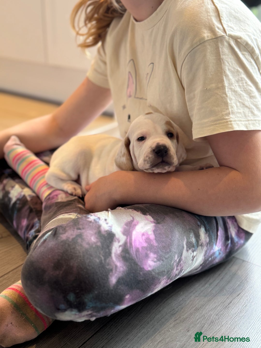 Pointer dogs for sale: Beautiful well bred pointer puppies - Image 6