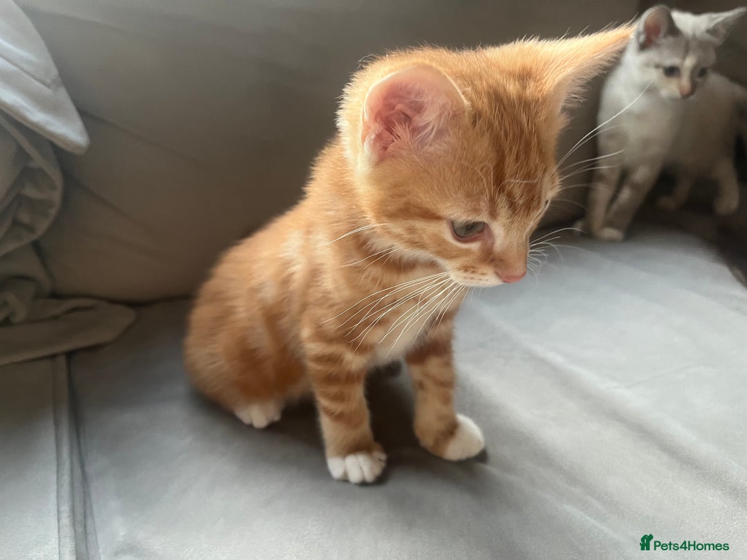 Ragdoll cats for sale: 2 half ragdoll kittens  - Advert 4