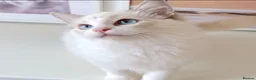 Ragdoll cats for sale: INDOOR GCCF REG CHOCOLATE LILAC RAGDOLL KITTENS - Advert 10