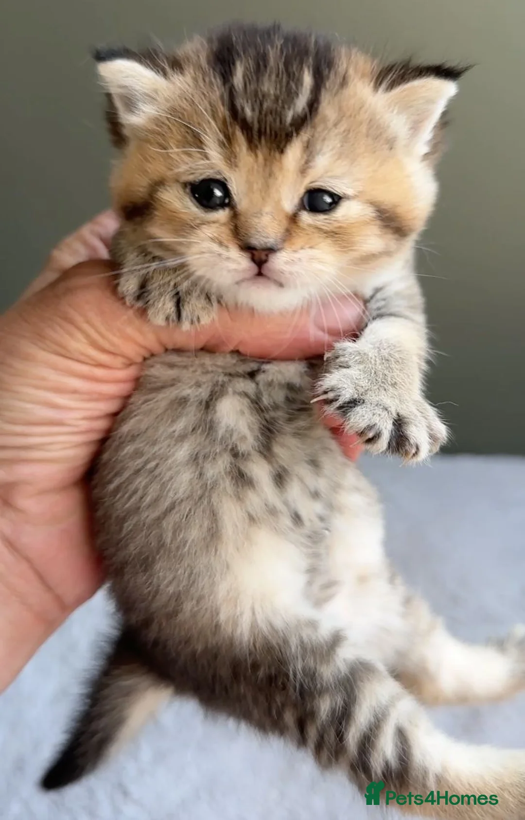 British Shorthair cats for sale: Fawn, blue & chocolate golden BSH Great structure! - Advert 1