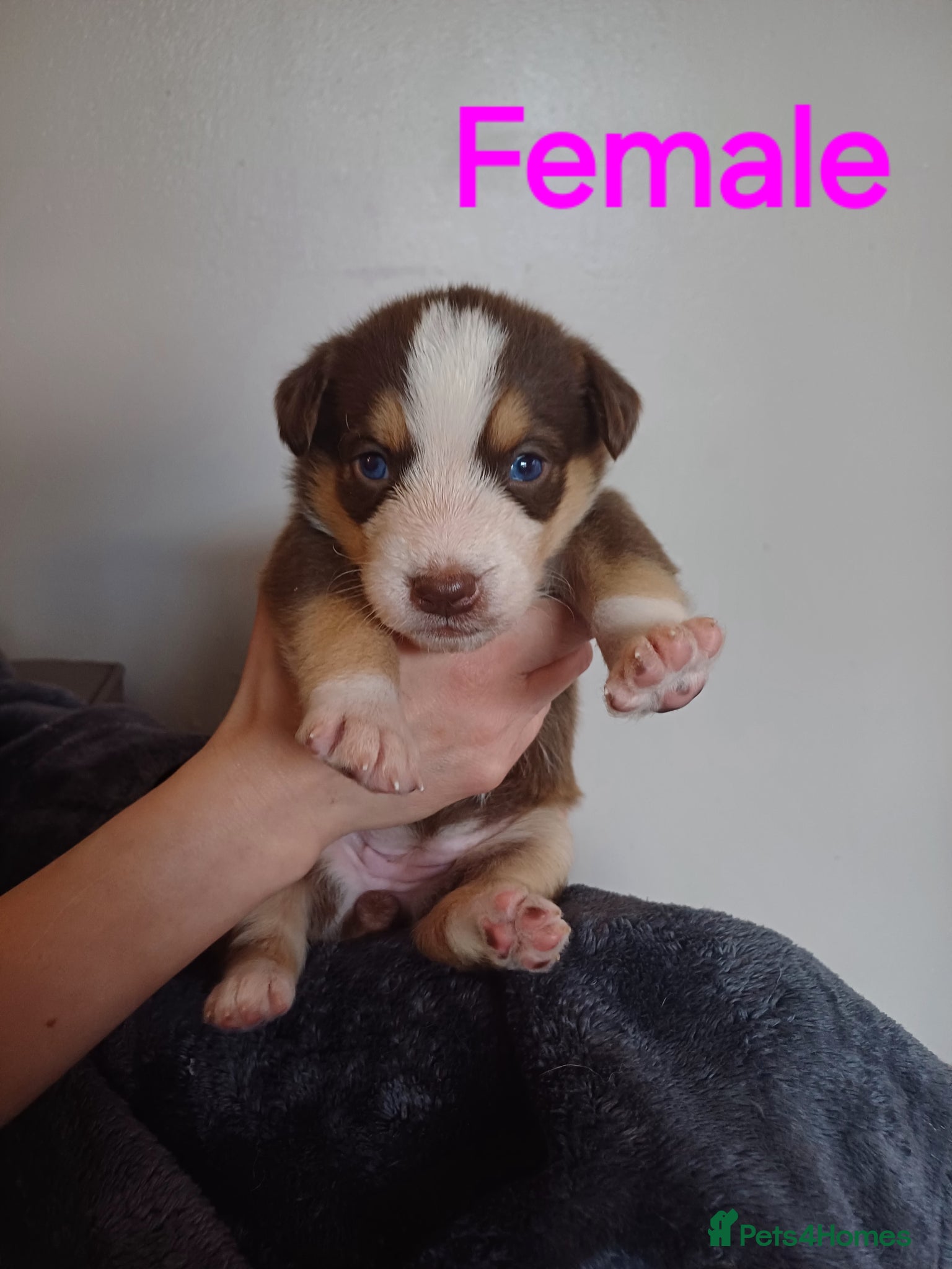 Mixed Breed dogs ** Rare unique huskydoodles** - Advert 18