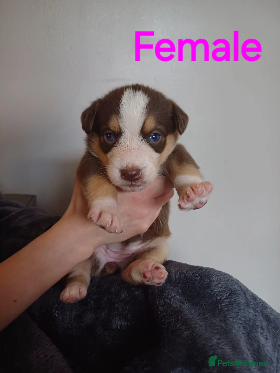 Mixed Breed dogs for sale: Gorgeous huskydoodles  - Advert 2