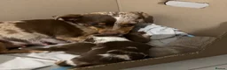 Jack Russell dogs for sale: 3 Jack Russel Merle pups  - Advert 5