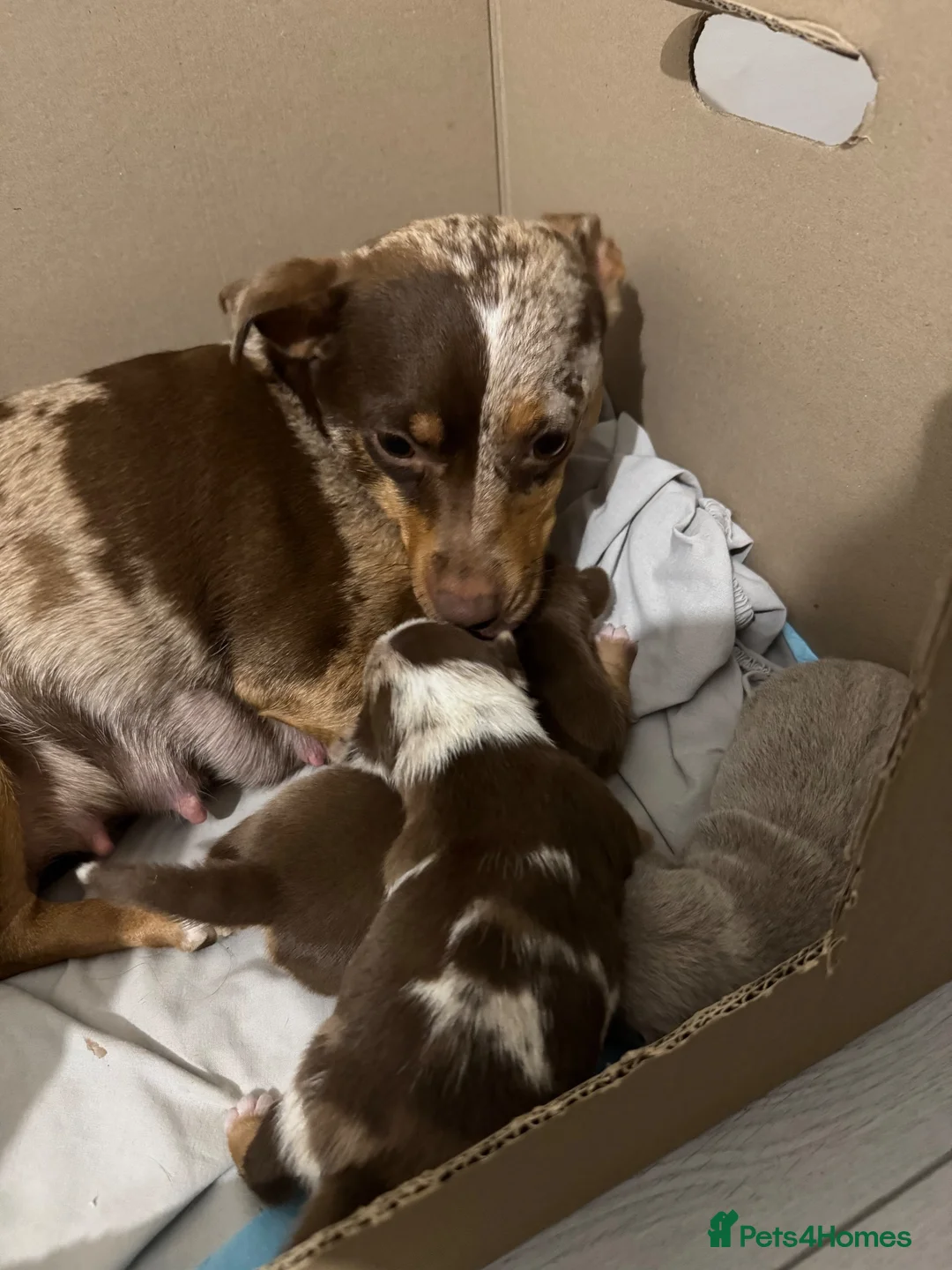 Jack Russell dogs for sale: 3 Jack Russel Merle pups  - Advert 5