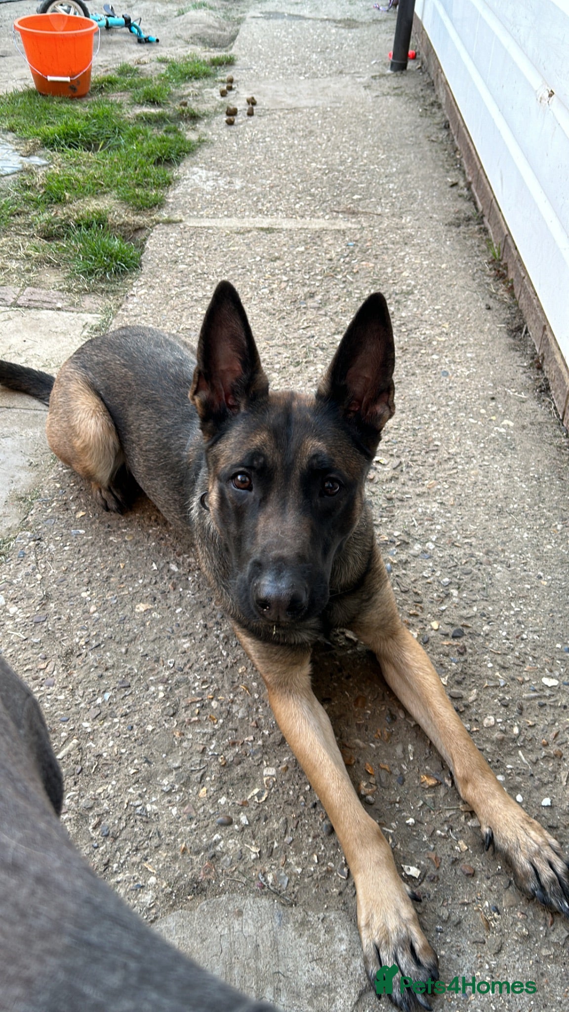 Belgian Shepherd Dog dogs Luna, belgian shepherd malinois looking for home - Advert 1