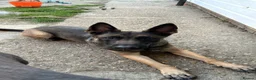 Belgian Shepherd Dog dogs for sale: Luna, belgian shepherd malinois looking for home - Advert 1