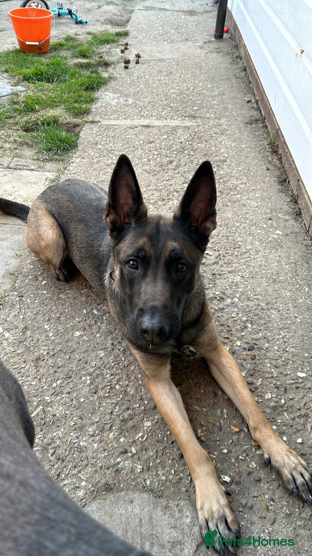 Belgian Shepherd Dog dogs for sale: Luna, belgian shepherd malinois looking for home - Advert 1
