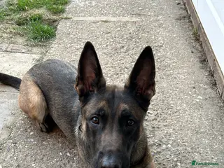 Belgian Shepherd Dog dogs Luna, belgian shepherd malinois looking for home - Advert 1