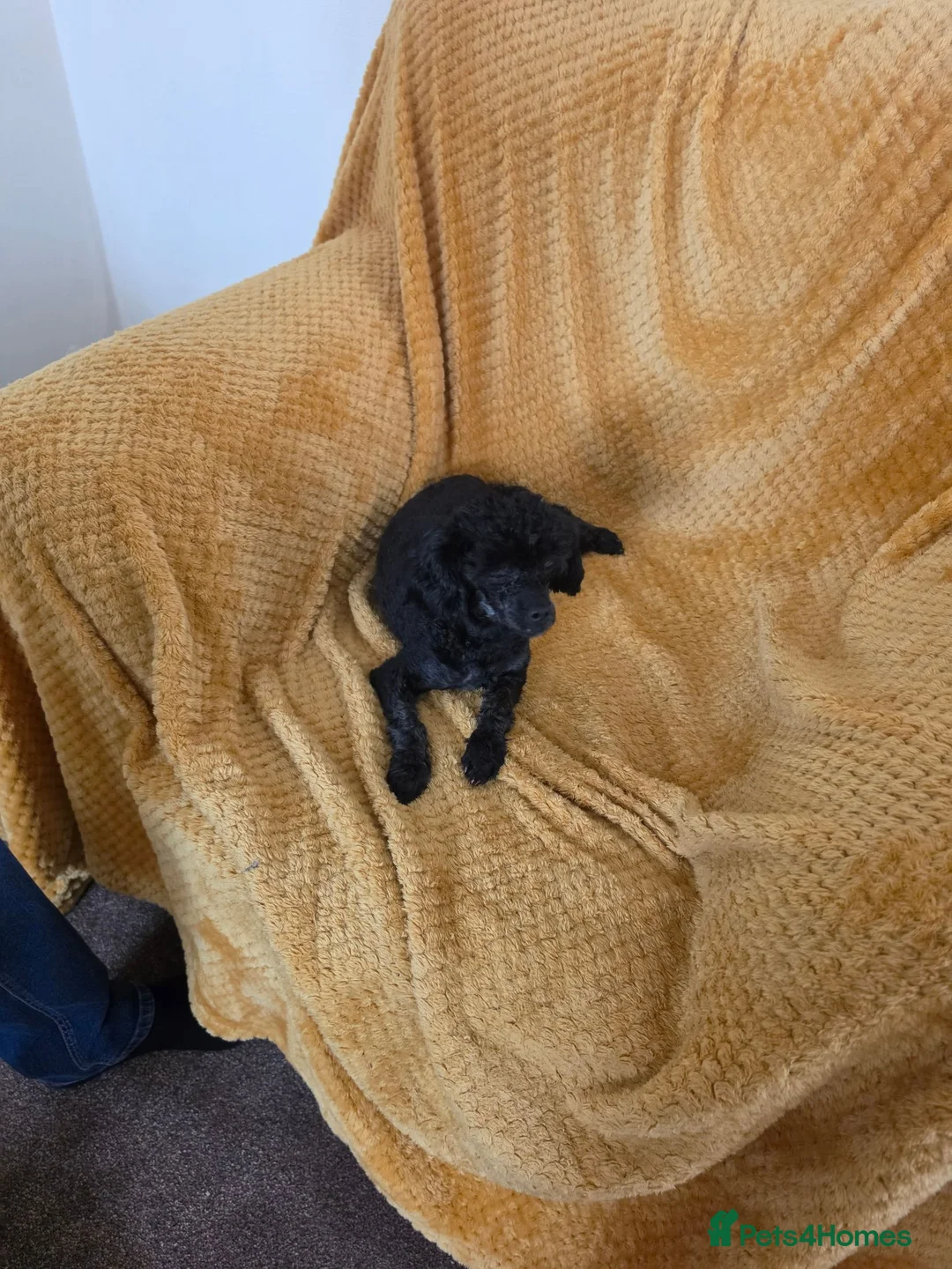 Toy Poodle dogs for sale: Tiny toy poodle  - Advert 3